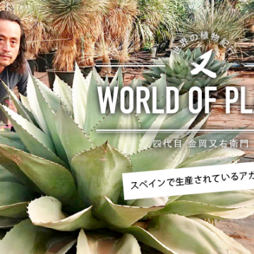LOVEGREEN連載「世界の植物紀行-四代目金岡又右衛門」が公開されました。